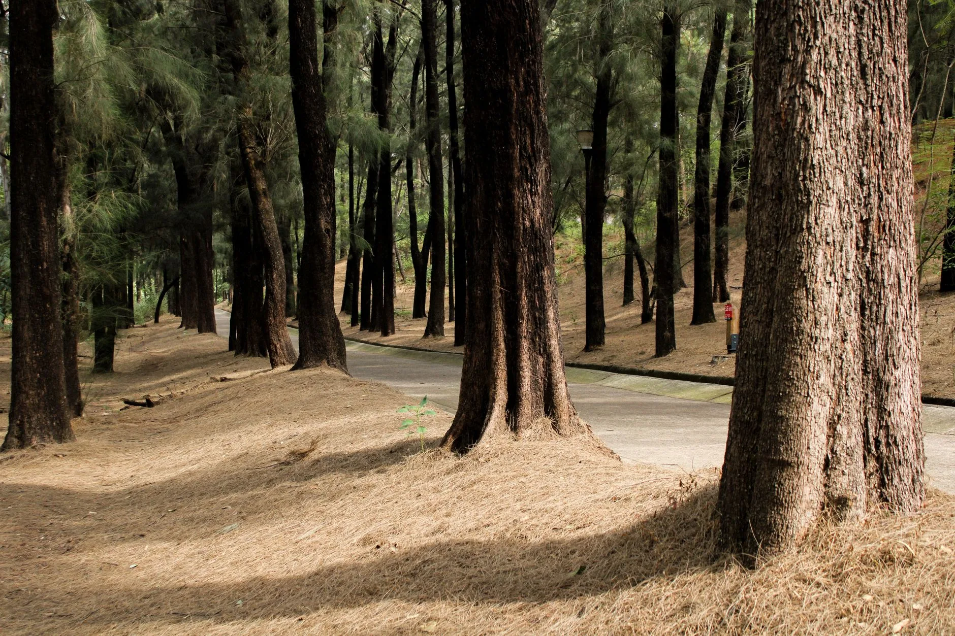 Parque Dehesa de la Villa: el bosque escondido junto a Tetuán